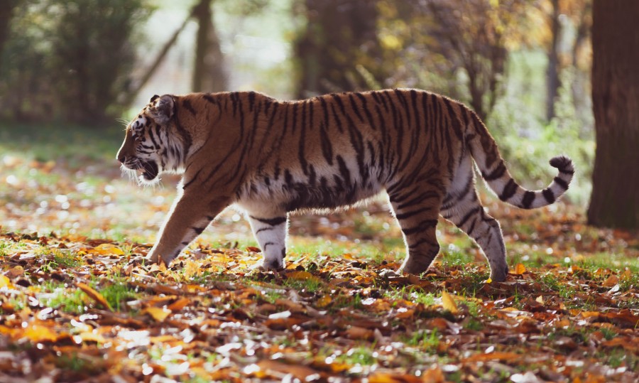 Amur Tiger Pacing