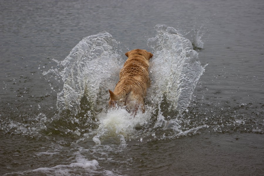 Dog chasing stick in water