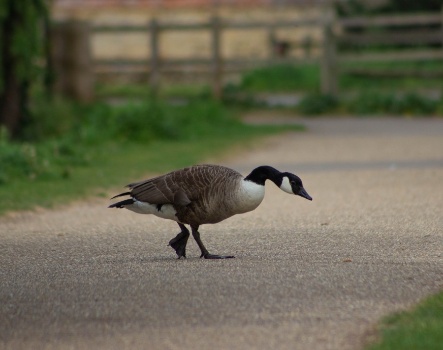 Goose on path