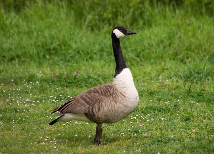 Goose in field 
