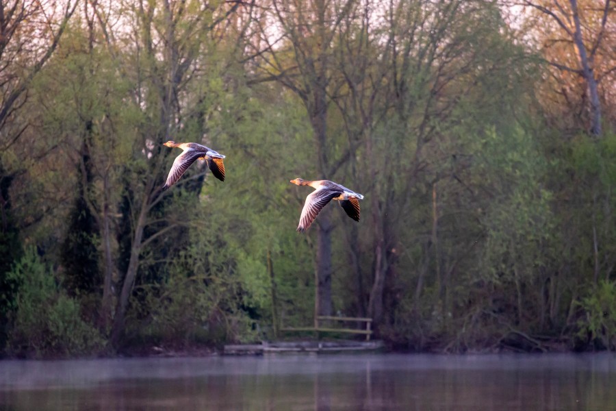 Geese in flight over lake