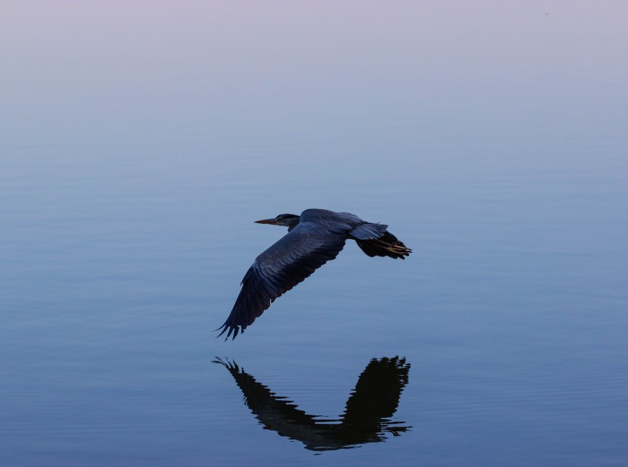 blue heron flying over lake