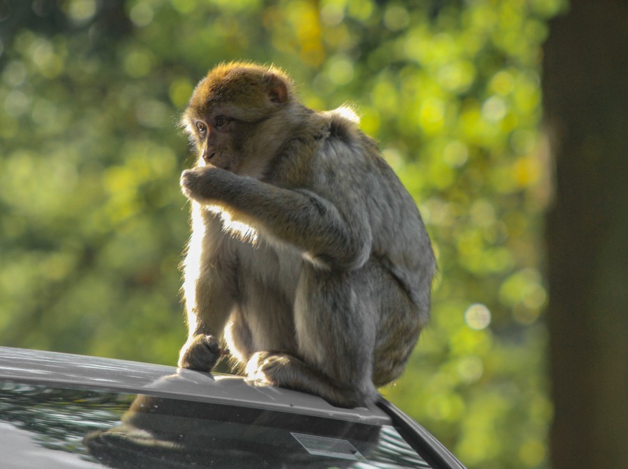 Barbary Macaque sitting on car roof