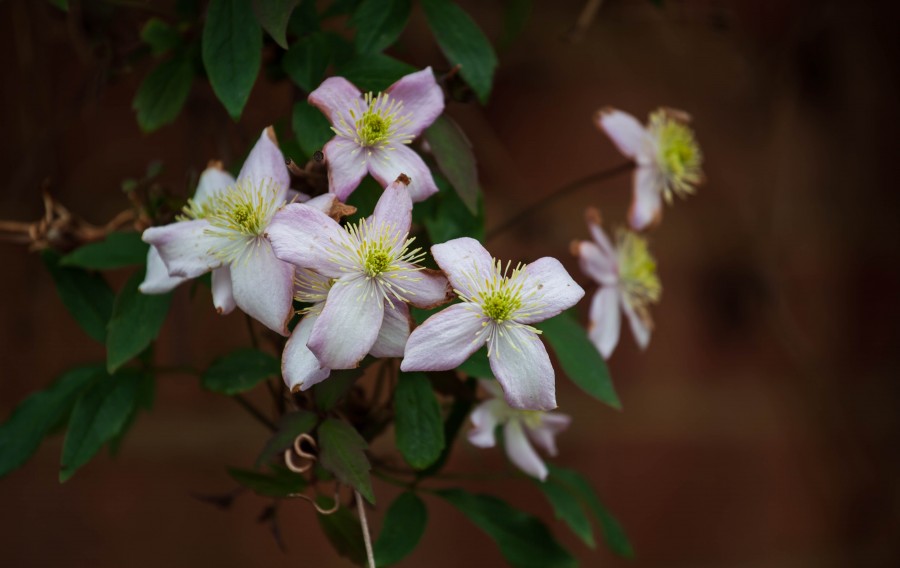 Pale Pink Flowers