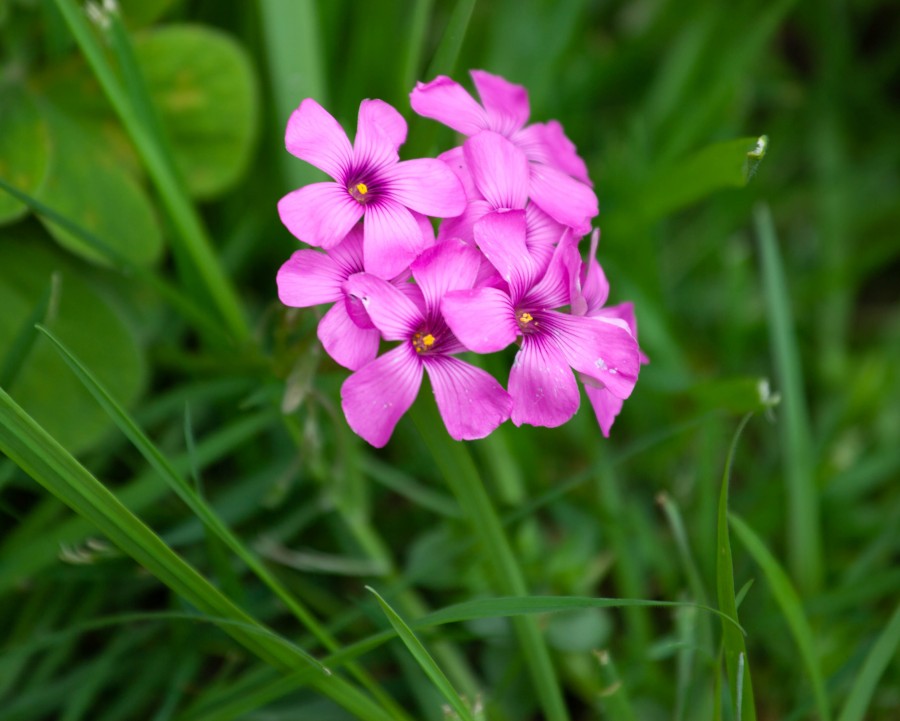 Pink flowers with grass
