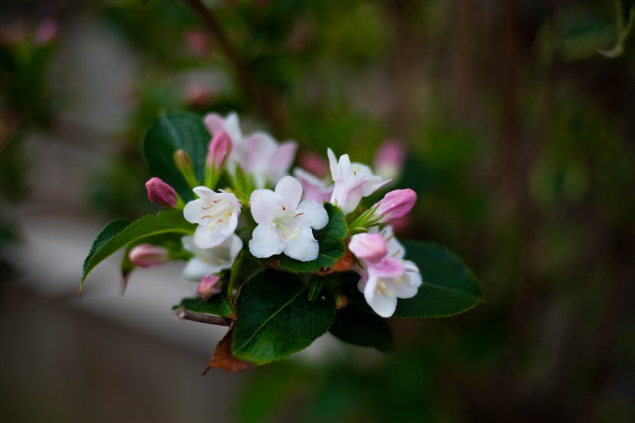 White blossom and pink buds