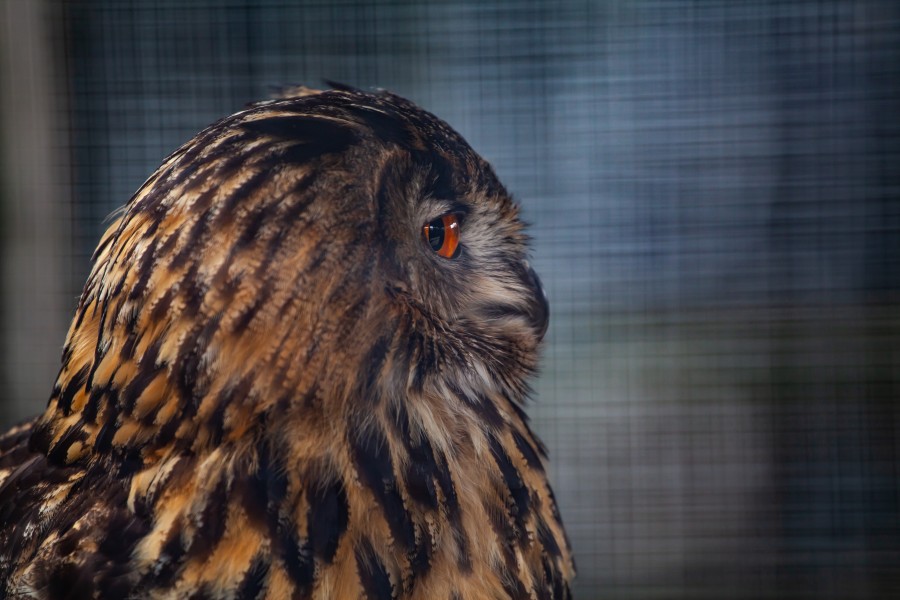 Orange eyed brown owl