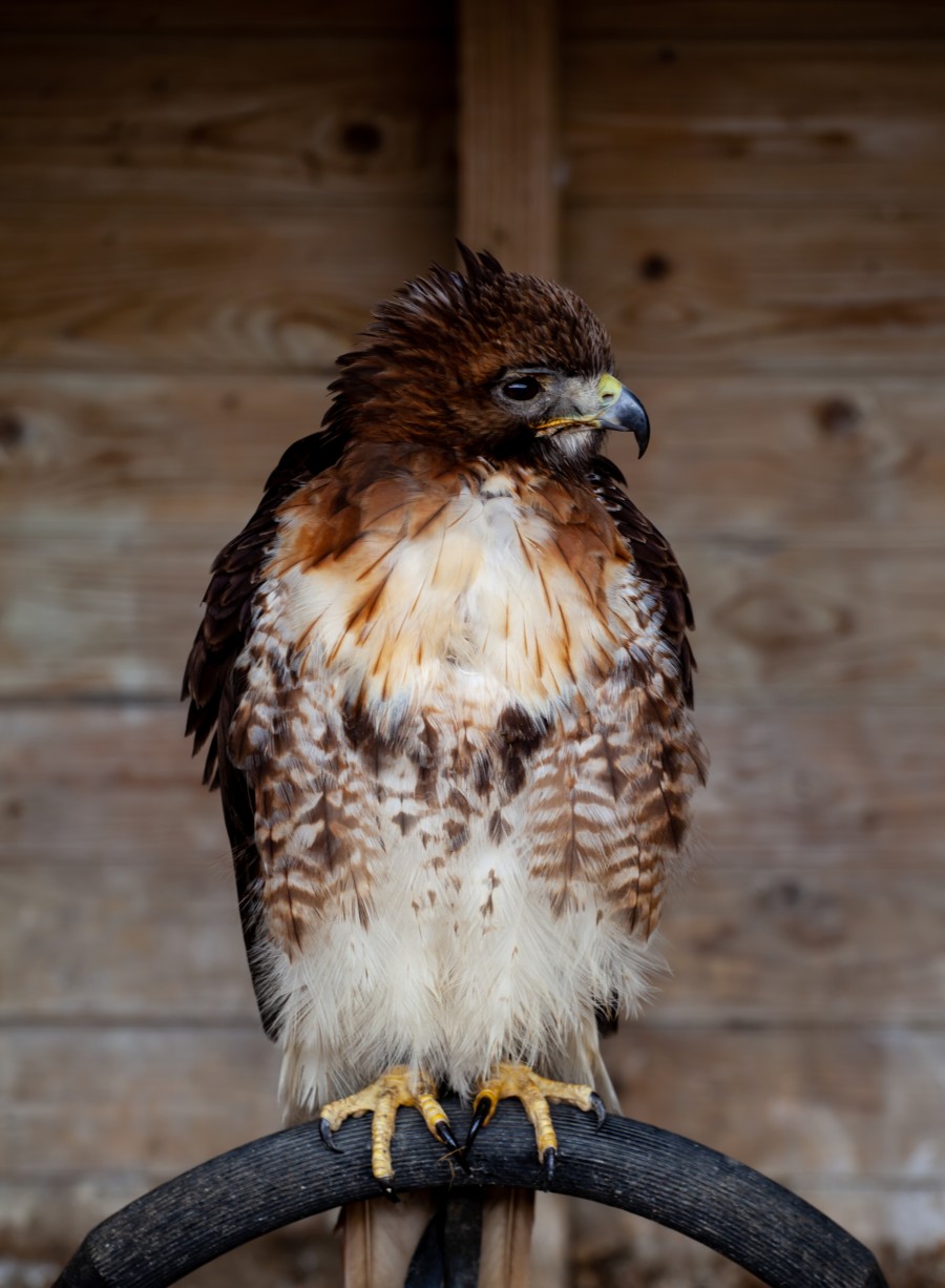 Scruffy falcon
