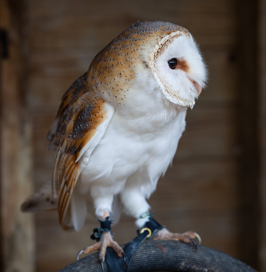 Barn Owl looking right
