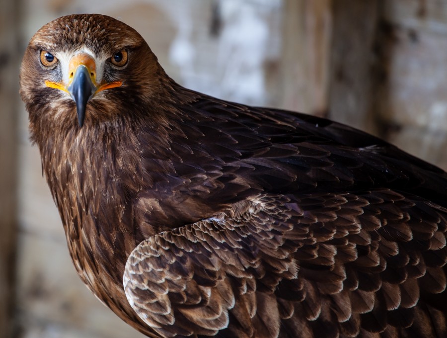 Brown eagle with vivid brown eyes