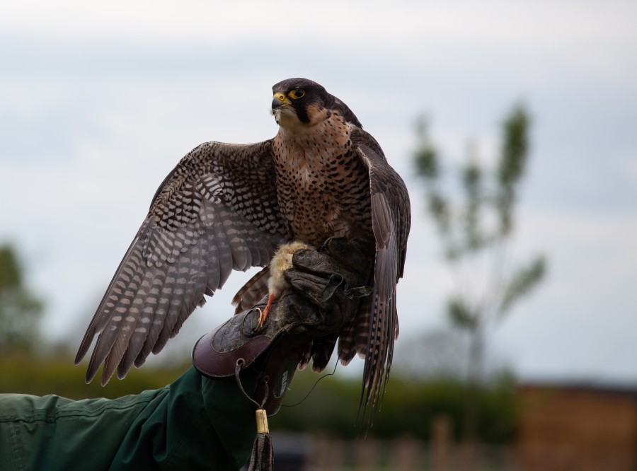 Falcon on wrist