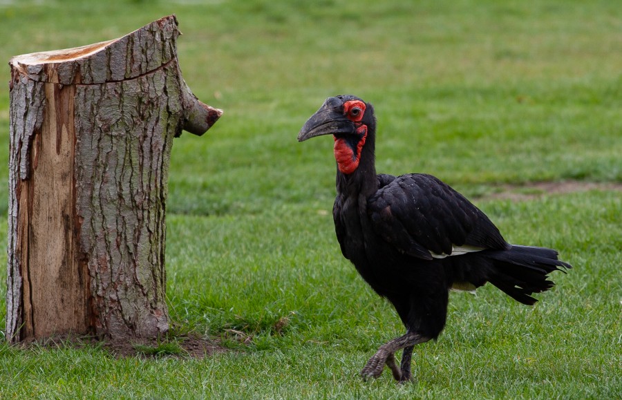 Black and red bird with big beak