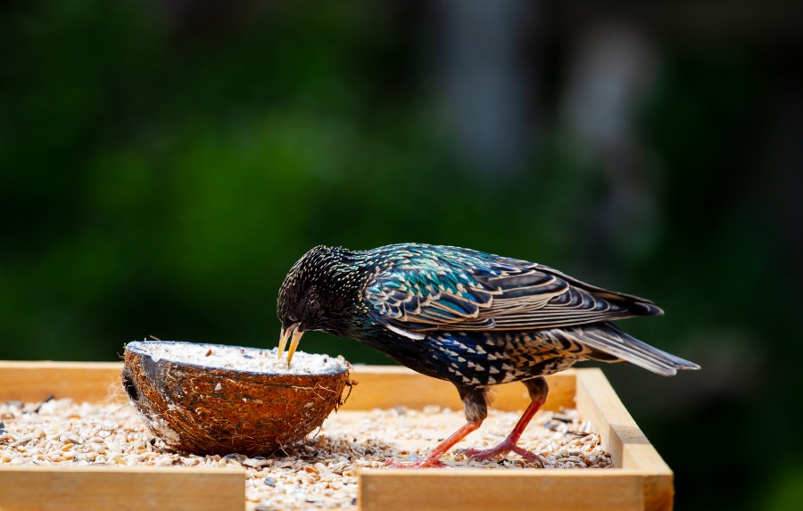 Male starling eating from coconut husk
