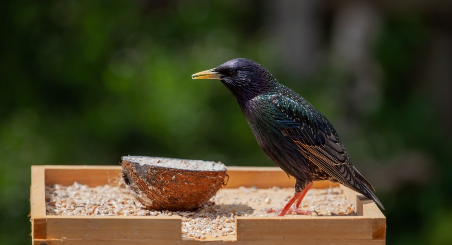 Male starling on feed table