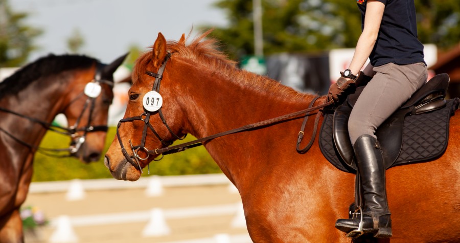 Chestnut Dressage horse with rider