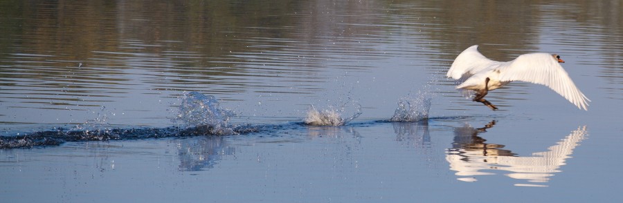 swan splashing on water as it takes off