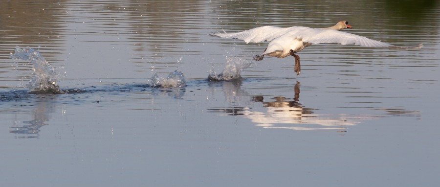 swan running on lake with reflection