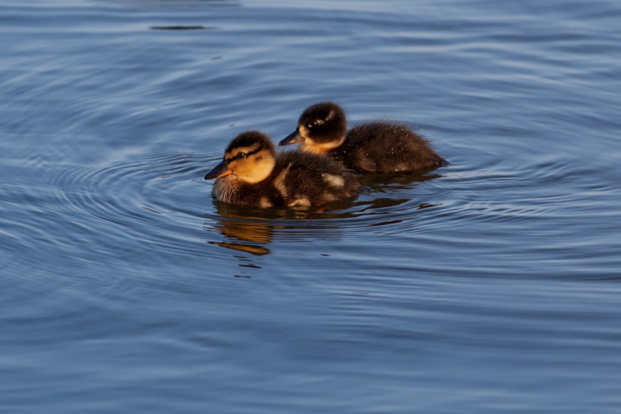 2 ducklings on water
