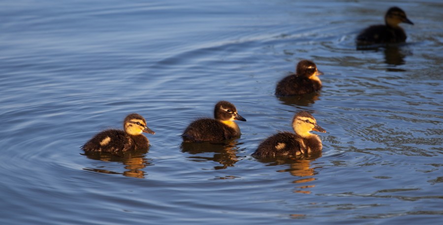5 baby duck on water