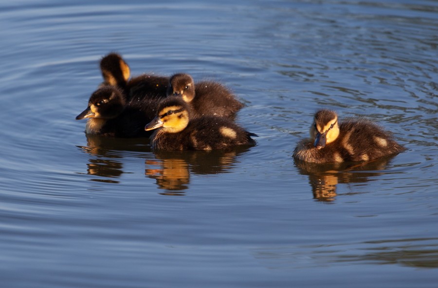 Baby ducks on water