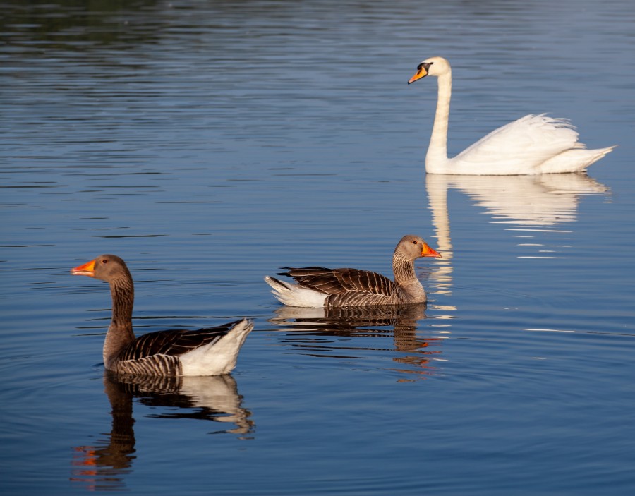 swan behind 2 geese in morning light