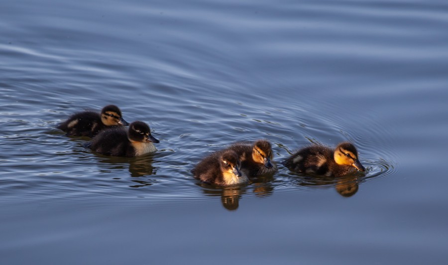 5 baby ducks swimming
