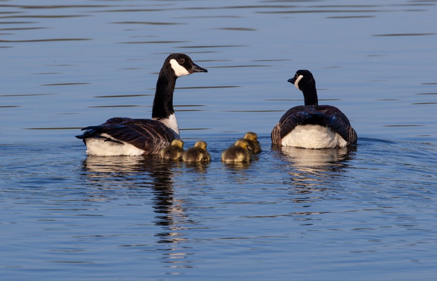 two canadian geese with chicks on lake