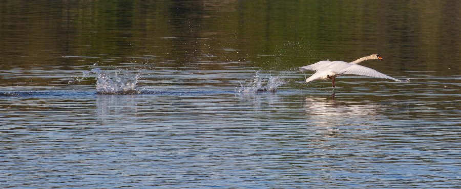 swan running on water before flight