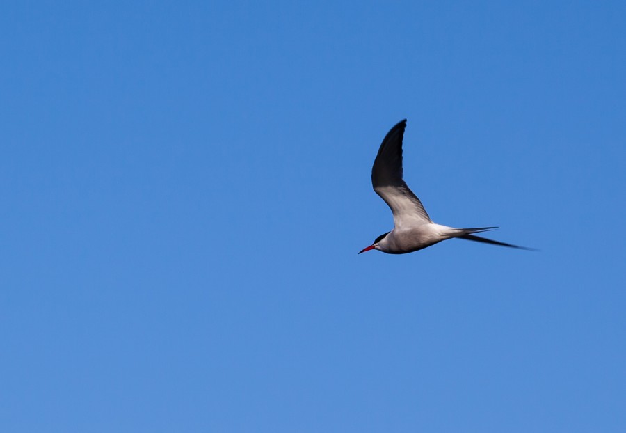 tern flying against blue sky