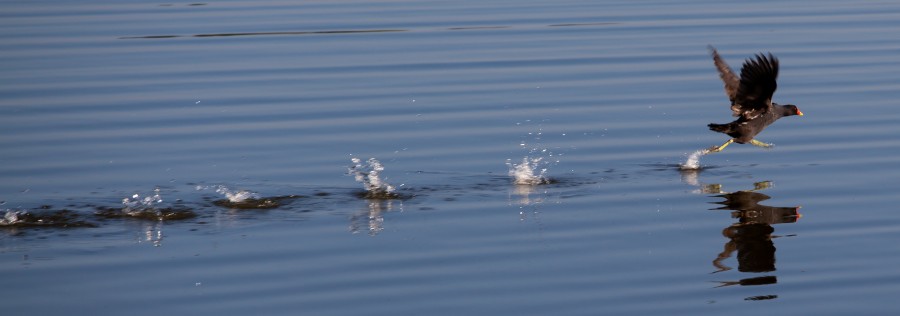 moorhen running on water
