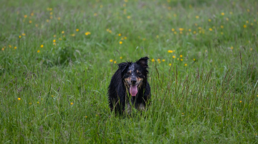 Wet dog in meadow