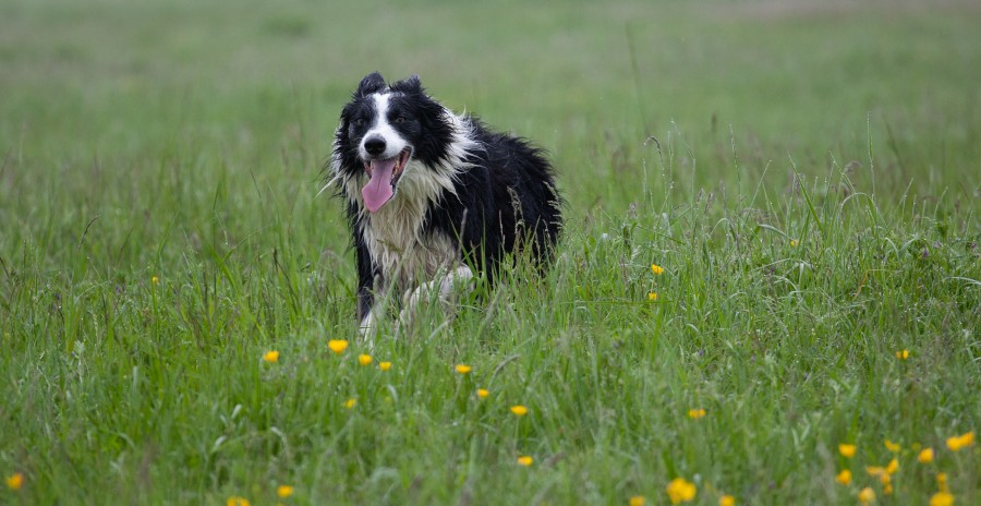 Wet black and white collie running through grass