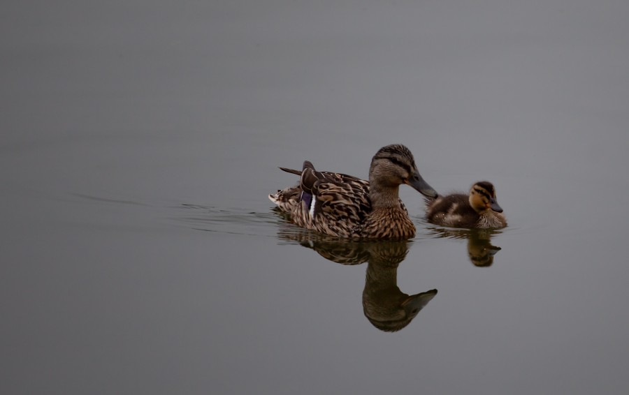 Mother and baby duck on lake
