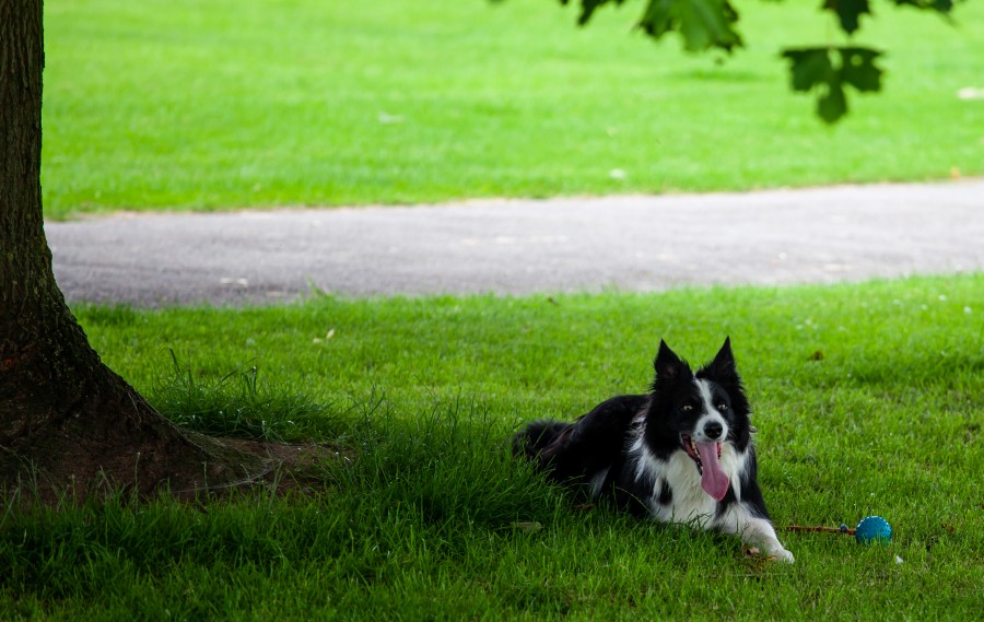 Sheep dog rests under tree in shade