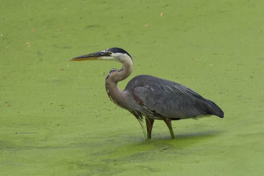 Great Blue Heron wading in water