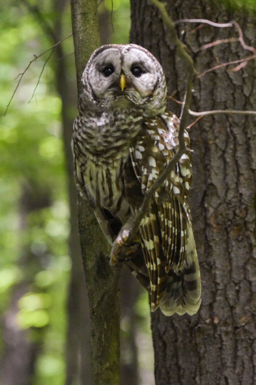 Female Barred Owl perched in tree