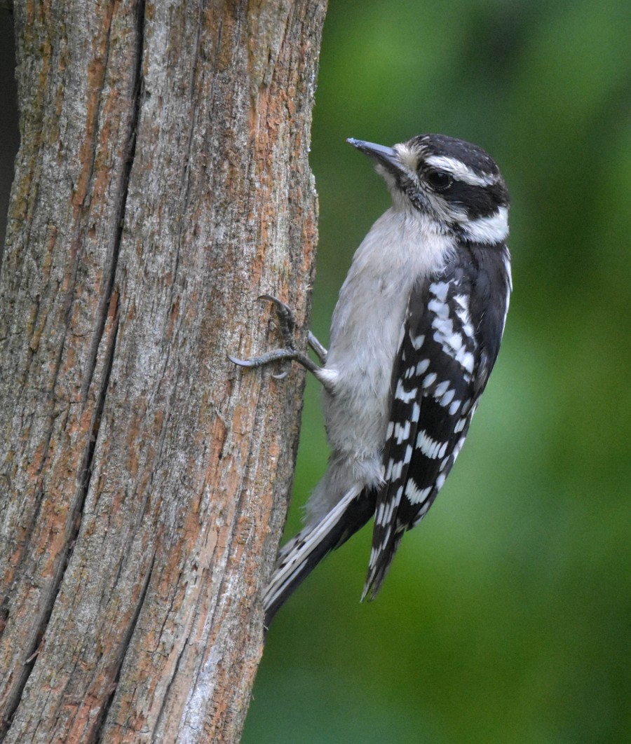 Downy Woodpecker perched on a tree