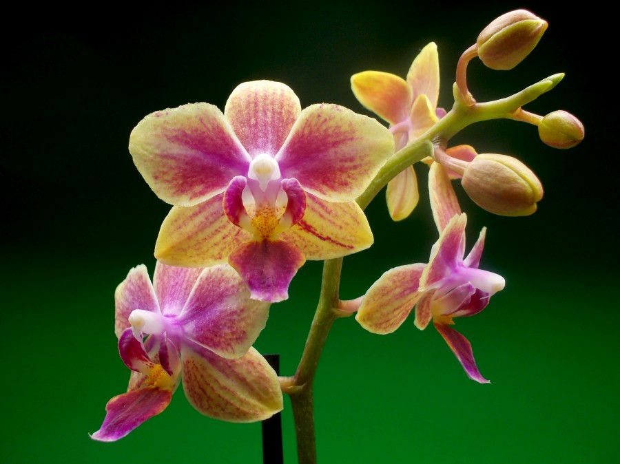 Phalaenopsis in bloom 