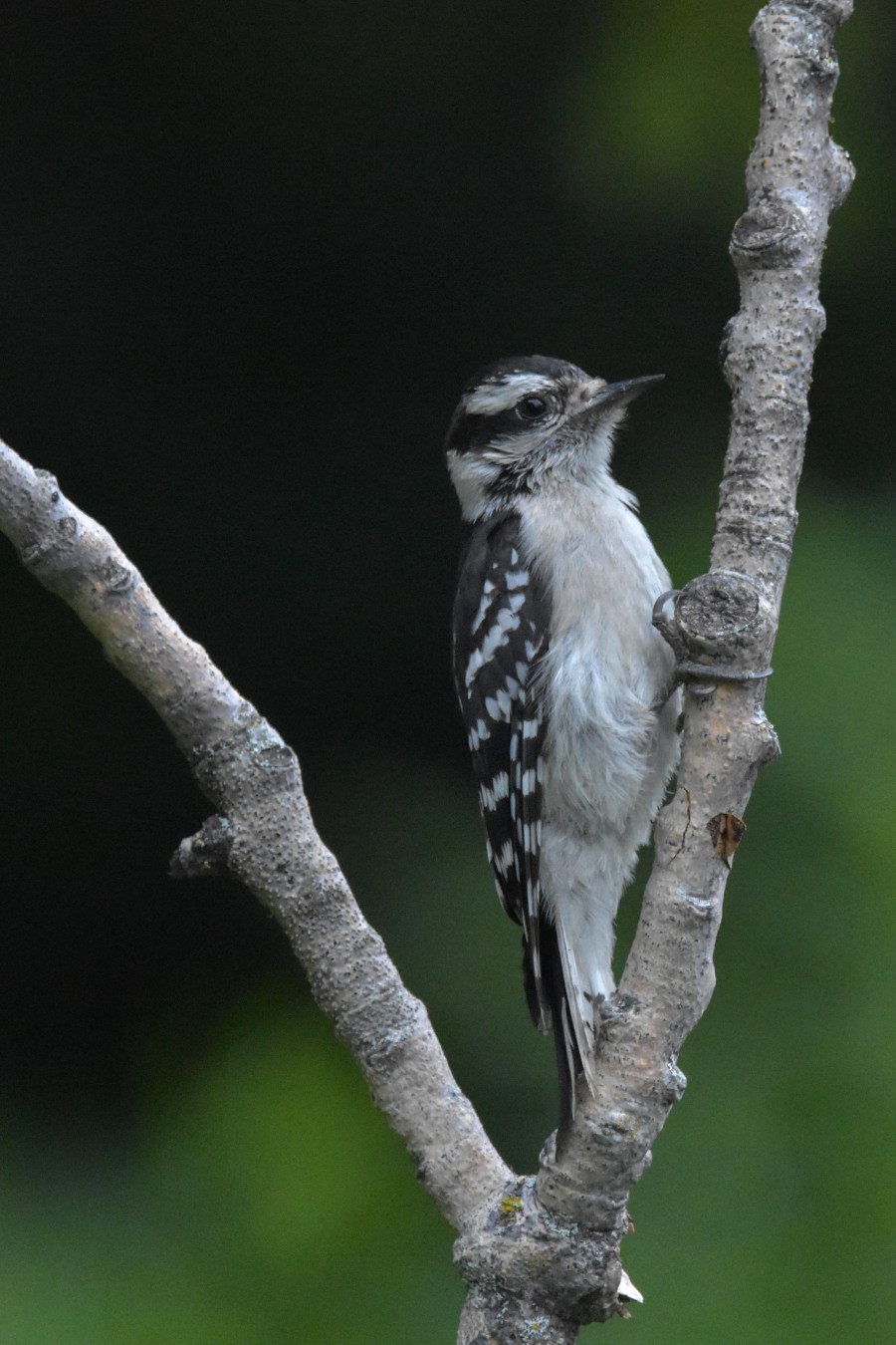 Downy Woodpecker pertched on a V shaped branch