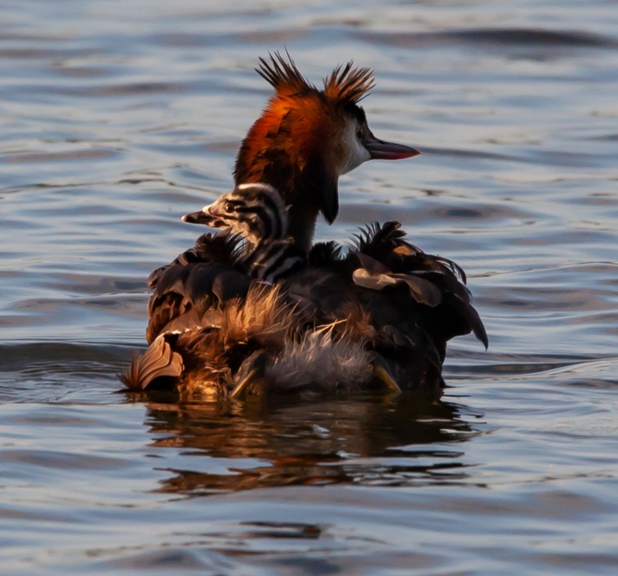 Crested grebe with baby on its back
