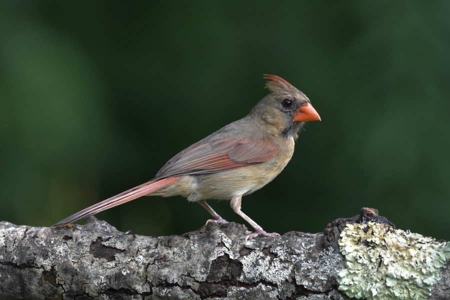 Female Northern Cardinal, full profile, closeup.