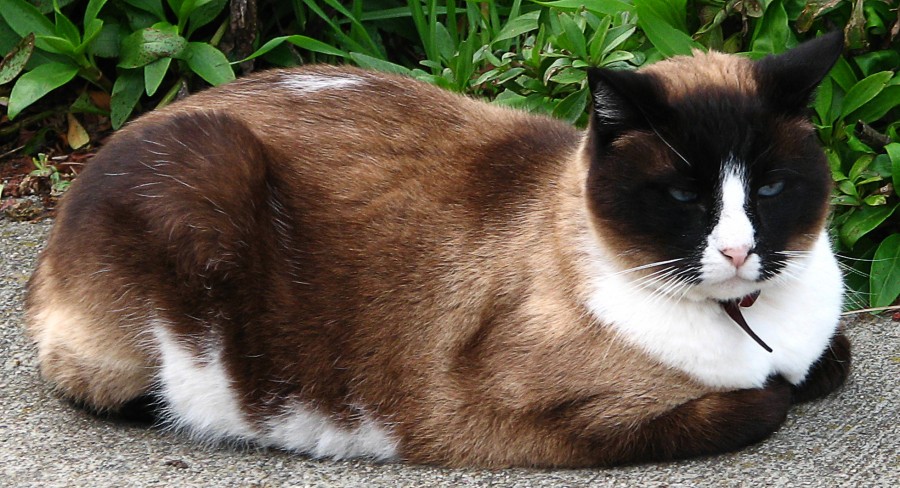 calico-Siamese cat