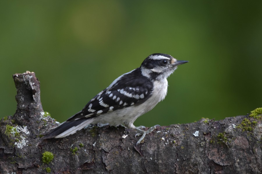 Juvenile Female Downy Woodpecker perched on a log.