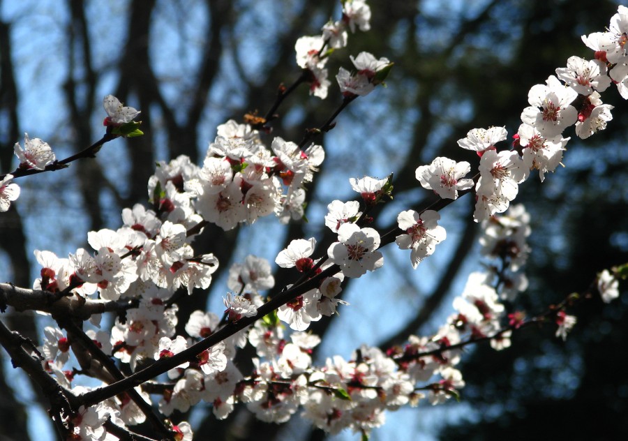 white fruit tree blossoms