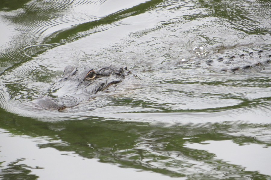 almost-invisible alligator