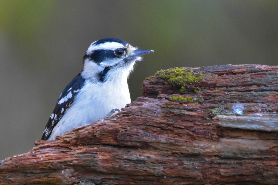 Female Downy woodpecker on a log.