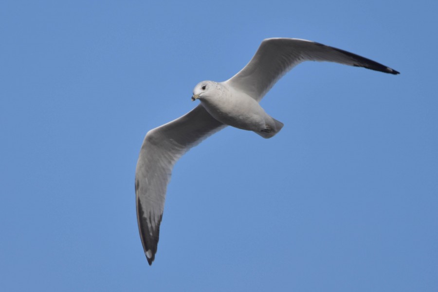 Ring-Billed Gull In Flight