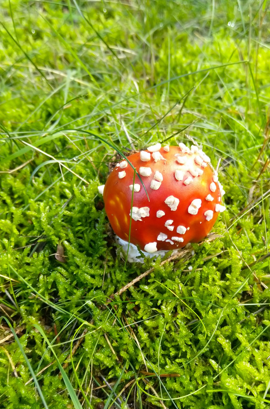 Mario Bros mushroom