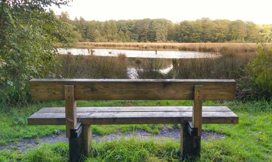 A bench with a view