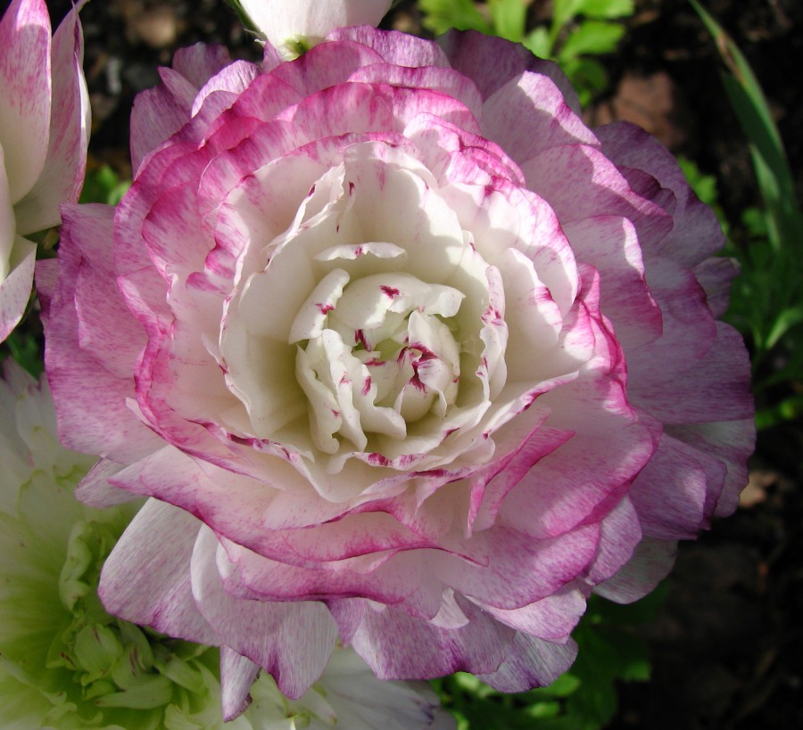 pink and white ranunculus
